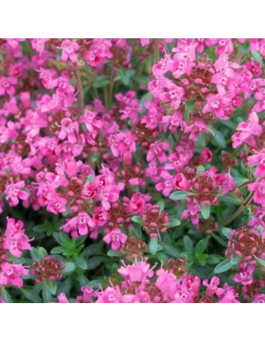 Thym tapissant Pink Chinz - Thymus Praecox