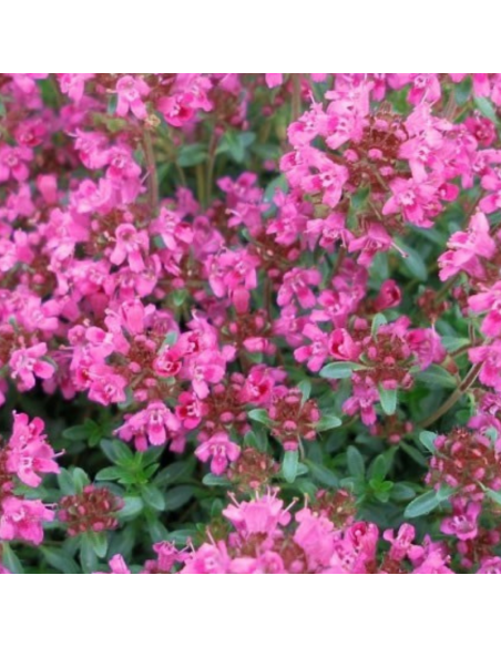 Thym tapissant Pink Chinz - Thymus Praecox
