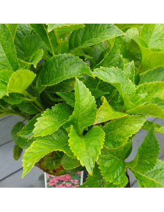 Hortensia à grosses têtes Teller - Hydrangea Macrophylla...