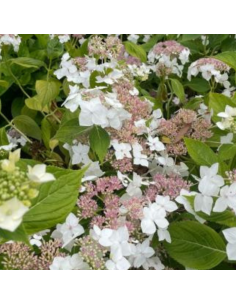 Hortensia à grosses têtes Teller - Hydrangea Macrophylla... 2