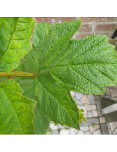 Viorne boule de neige - Viburnum opulus Roseum 2