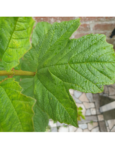 Viorne boule de neige - Viburnum opulus Roseum