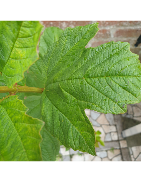 Viorne boule de neige - Viburnum opulus Roseum