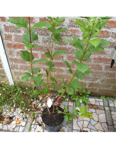 Viorne boule de neige - Viburnum opulus Roseum