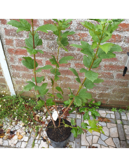 Viorne boule de neige - Viburnum opulus Roseum