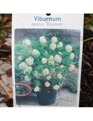 Viorne boule de neige - Viburnum opulus Roseum