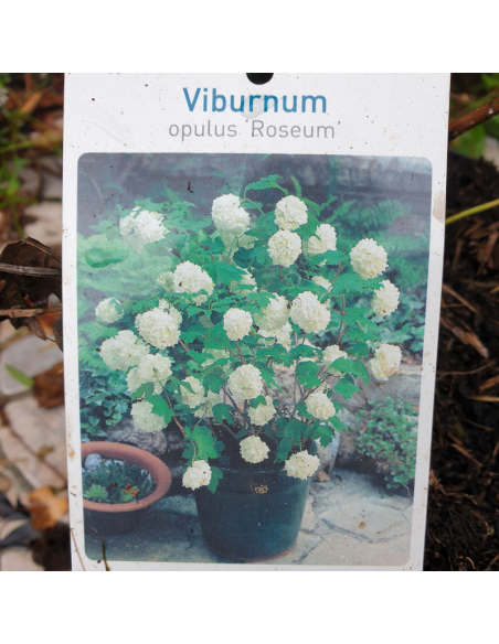 Viorne boule de neige - Viburnum opulus Roseum