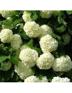 Viorne boule de neige - Viburnum opulus Roseum