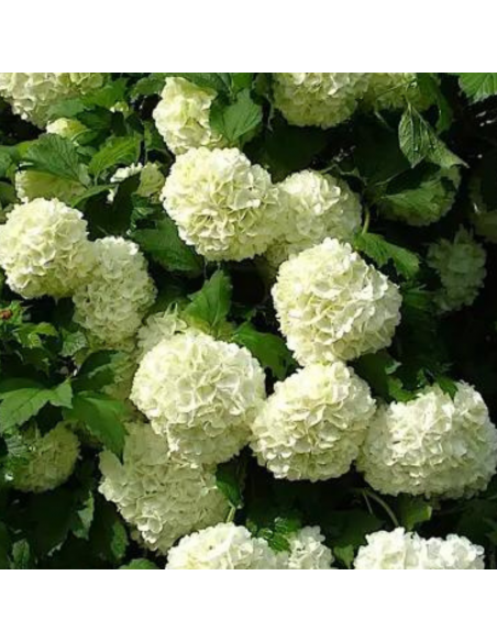 Viorne boule de neige - Viburnum opulus Roseum
