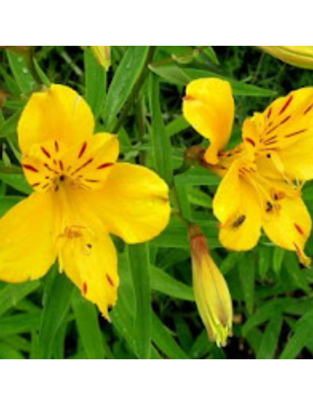 Lys des incas jaune - Alstroemeria aurantiaca lutea