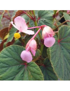 Begonia vivace - Begonia grandis evansiana 2