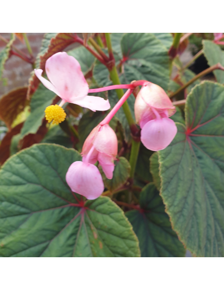 Begonia vivace - Begonia grandis evansiana