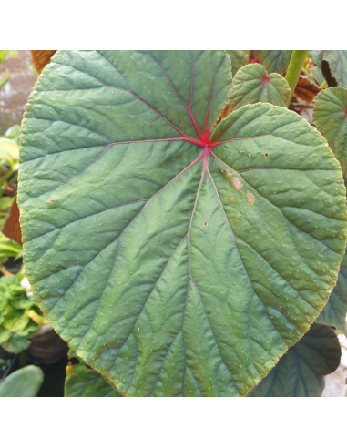 Begonia vivace - Begonia grandis evansiana