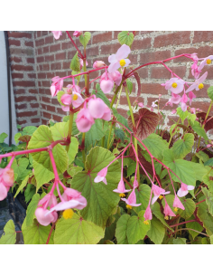 Begonia vivace - Begonia grandis evansiana