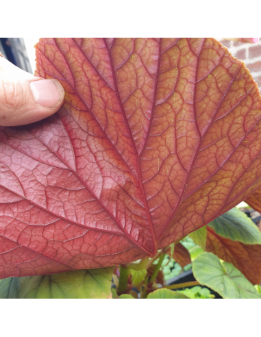 Begonia vivace - Begonia grandis evansiana