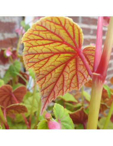 Begonia vivace - Begonia grandis evansiana