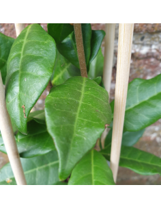 Jasmin étoilé - faux jasmin - Trachelospermum Jasminoides 2