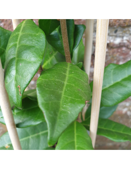 Jasmin étoilé - faux jasmin - Trachelospermum Jasminoides