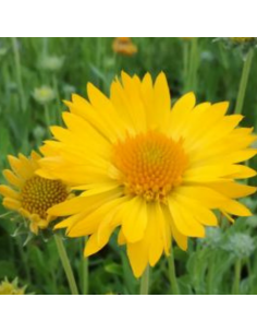 Gaillarde Maxima Aurea - Gaillardia Maxima Aurea