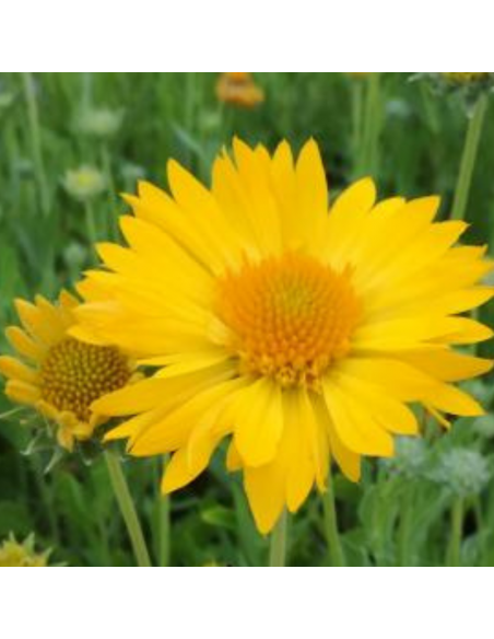 Gaillarde Maxima Aurea - Gaillardia Maxima Aurea