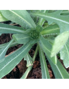 Gaillarde Maxima Aurea - Gaillardia Maxima Aurea 2