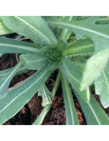 Gaillarde Maxima Aurea - Gaillardia Maxima Aurea