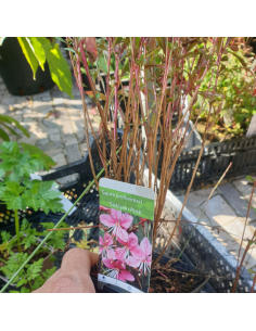 Gaura lindheimeri Siskiyou pink 2