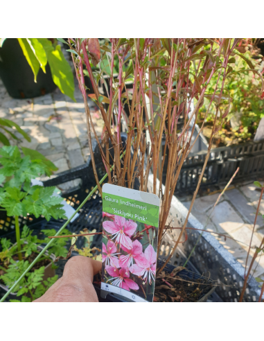Gaura lindheimeri Siskiyou pink