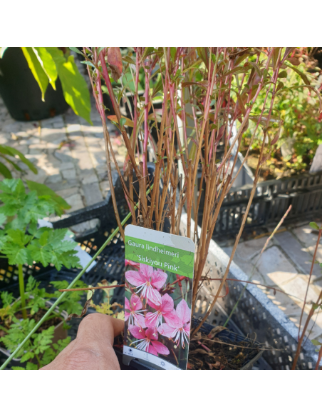 Gaura lindheimeri Siskiyou pink
