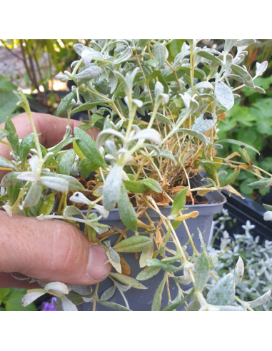 Oreille de souris - Cerastium Tomentosum Columnae