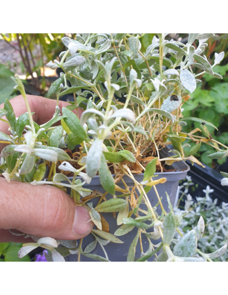 Oreille de souris - Cerastium Tomentosum Columnae