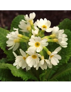 Primevère denticulée "Alba"