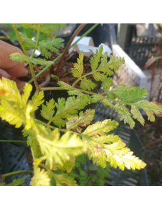 Cerfeuil musqué - Myrrhis Odorata