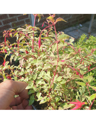 Fuchsia de magellan tricolor