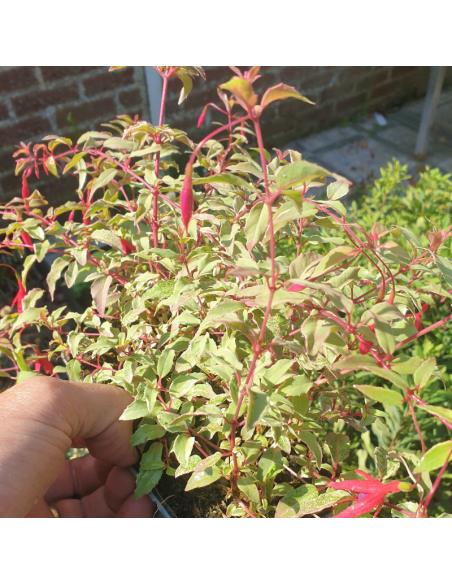 Fuchsia de magellan tricolor