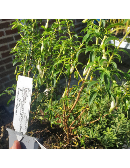 Fuchsia de magellan alba