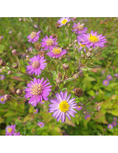 Aster grand d'automne Ezo Murasaki - Aster...