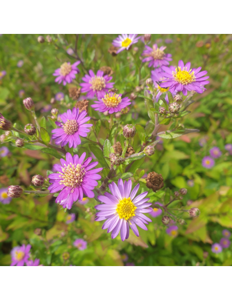 Aster grand d'automne Ezo Murasaki - Aster Ageratoides Ezo Murasaki
