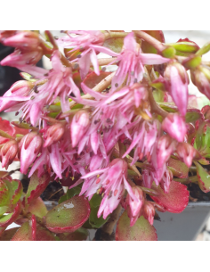 Orpin bâtard - Sedum Spurium Purpurteppich 2