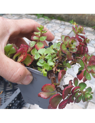 Orpin bâtard - Sedum Spurium Purpurteppich