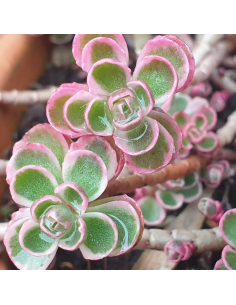 Orpin bâtard - Sedum Spurium Variegatum