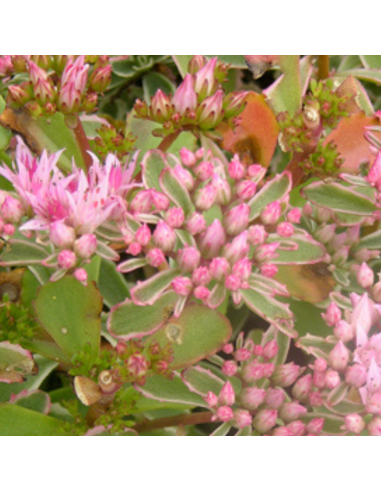Orpin bâtard - Sedum Spurium Variegatum