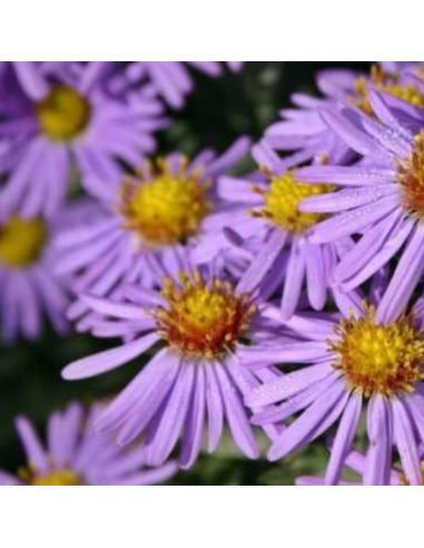Aster de Nouvelle Angleterre Barr's Blue