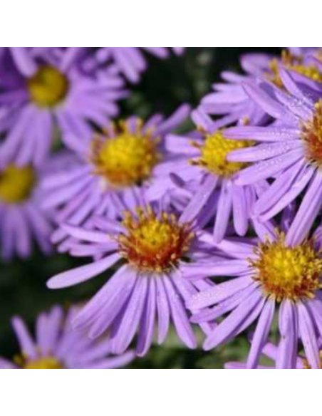 Aster de Nouvelle Angleterre Barr's Blue