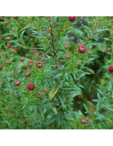 Aster de Nouvelle Angleterre Andenken an Paul...