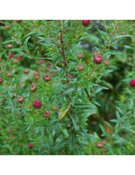 Aster de Nouvelle Angleterre Andenken an Paul Gerber