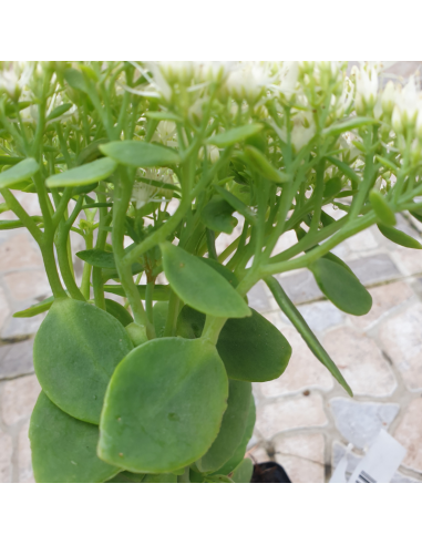 Orpin remarquable Iceberg