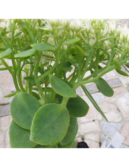 Orpin remarquable Iceberg