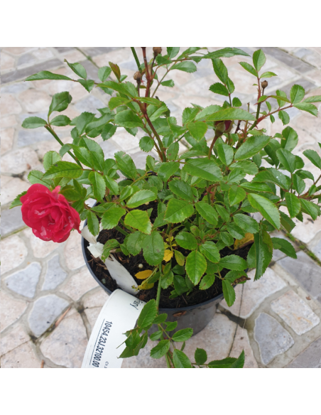 Rosier couvre sols Rote the fairy