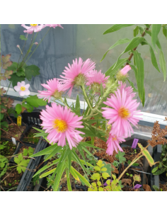 Aster de Nouvelle Angleterre Harrington pink 2